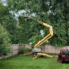 Reliable Omro, WI Tree Removal Solutions